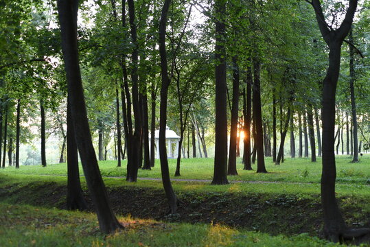 Park area. The setting sun breaks through the tree trunks and a white gazebo is visible.
