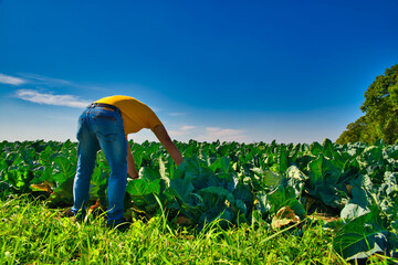 The farmer looks at the farmland, the cauliflower field. The concept of growing cereals, vegetables. View of the cauliflower cultivation. Farming, caring for crops.