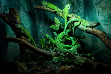 Iguana delicatissima - a species of lizard in the iguana family, the true iguanas, found in the...