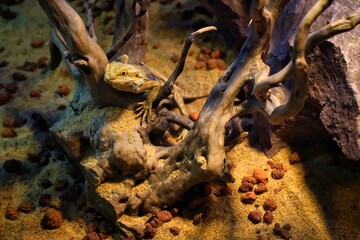 bearded Agama lizard crawls on the branches of trees       