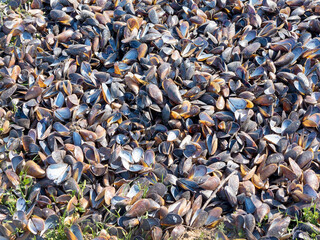 Authentic background of mussel shells in sand and grass. Blue mussel (Mytilus trossulus) shells picked at beach. Shells of mussels - Mytilidae sea grass, seaweed, algal with shells