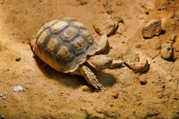 Geochelone sulcata land desert turtle    