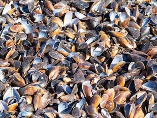 Authentic background of mussel shells in sand and grass. Blue mussel (Mytilus trossulus) shells...