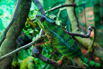 chameleon sitting on a branch  