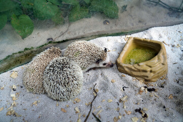 cute pet hedgehogs lie on the sand                                   