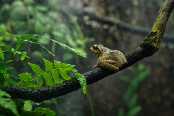 a frog sits on a branch in the rain                               