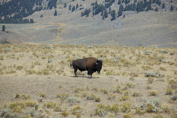 Bison in wild alone. Yellowstone Buffalo Bison. Grass