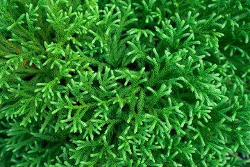 Background of Christmas tree branches. fir pine coniferous tree texture background