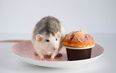 Black and white rat eating sweet cake. Not on a diet.