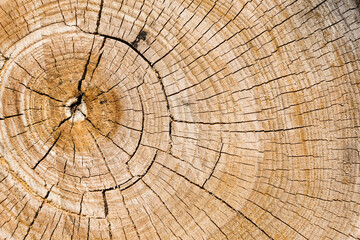 The growth rings of a tree. Ree stump of a felled tree - section of the trunk with annual rings