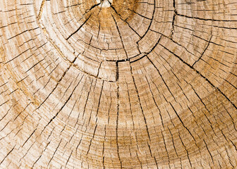Fototapeta premium The growth rings of a tree. Ree stump of a felled tree - section of the trunk with annual rings