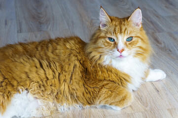 Red Cat. Beautiful domestic red cat. The cat is clean healthy groomed.