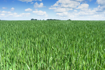 Wheat field. Agricultural fields sown with cereals. Ears of rye and oats in the field.