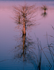 Leafless Tree Growing in Water, Reflecting On Itself In A Pink Sunset in Charleston South Carolina