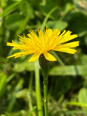 Autumn Hawkbit  (Leontodon Autumnalis)
