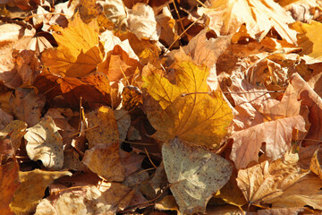 Background of yellow autumn leaves in the sunshine. Colorful autumn leaves in forest with sunshine