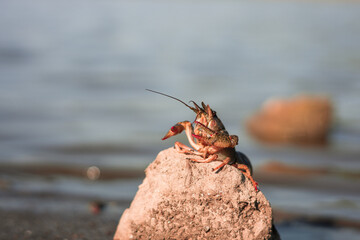 Freeing Bulgarian Astacus Astacus, Crayfish, on the shore of a lake.