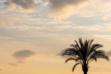 Obraz na płótnie Canvas Silhouette of a palm tree in the sunset sky