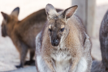 Eautiful kangaroo. Forester (Eastern grey) Kangaroo, Macropus giganteus, Familly, Tasmania, Australia, baby, small, little