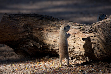 Ground squirrel stands upright in funny, humorous shadow play.  Location is Arizona in American Southwest.