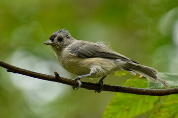 Juvenile Tufted Titmouse on a branch