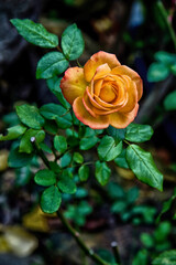 Rosa amarilla naranja