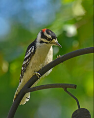 Juvenile male Downy Woodpecker