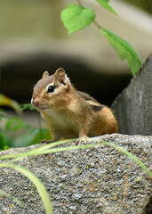 Portrait of a chipmunk on a rock