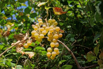 yellow ripe grapes on a branch with green leaves in a summer garden of sunny day