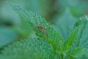 one gray spider sits on a green leaf of a nettle plant