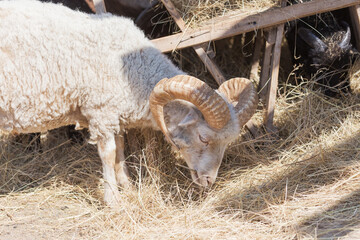Portrait of rams is eating dry grass.