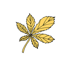 Vector hand drawn doodle sketch colored chestnut leaf isolated on white background