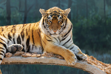 Tiger imposingly lies and rests, Beautiful powerful big tiger cat (Amur tiger). Tiger look. Big cat. Wild animal. Africa. Safari. Wildlife Safari Park