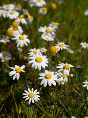 Campo de margaritas Blancas Amarillas