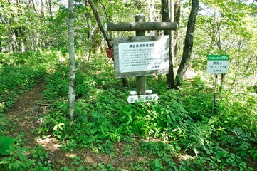 黒岳のブナ・ミズナラ林