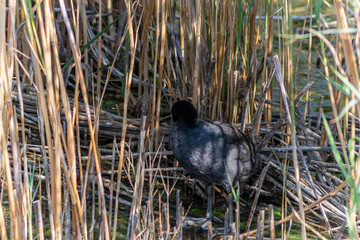 The Little Grebe (Tachybaptus ruficollis), also known as Dabchick, is a member of the grebe family...
