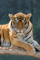 Obraz premium Tiger imposingly lies and rests, Beautiful powerful big tiger cat (Amur tiger). Tiger look. Big cat. Wild animal. Africa. Safari. Wildlife Safari Park