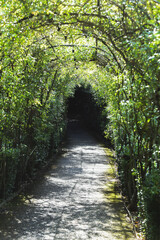 Covered pathway with trellace of green plants and leaves, during the day