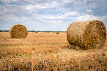 Fototapeta premium Big round straw bales of straw in the field after the harvest