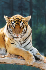 Tiger imposingly lies and rests, Beautiful powerful big tiger cat (Amur tiger). Tiger look. Big cat. Wild animal. Africa. Safari. Wildlife Safari Park