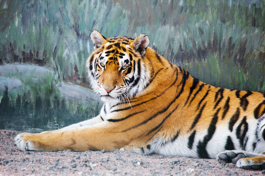 Tiger imposingly lies and rests, Beautiful powerful big tiger cat (Amur tiger). Tiger look. Big cat. Wild animal. Africa. Safari. Wildlife Safari Park