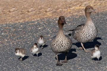 Australian wood duck family at Yanchep National Park in Australia