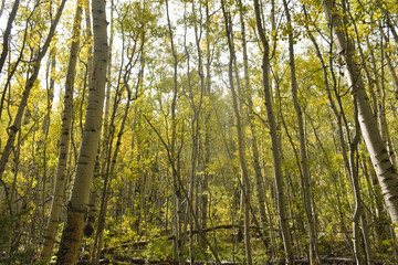 forest in the morning