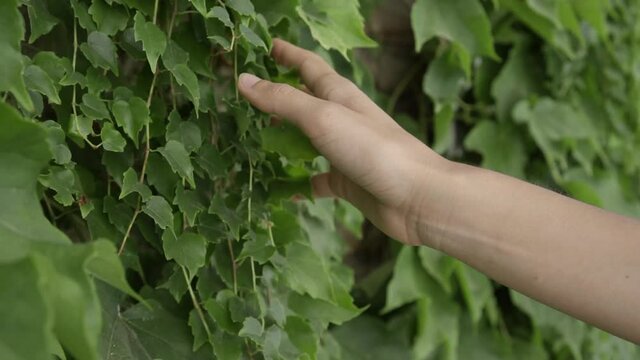 Mano de mujer acariciando plantas verdes colgantes en una pared por la calle HD