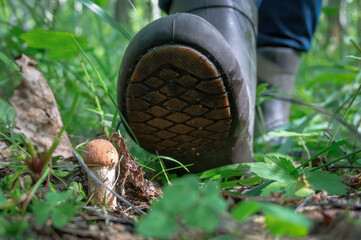 Close up view of red-capped scaber stalk (Leccinum fungi) in the forest and mushroom picker's foot passing by.