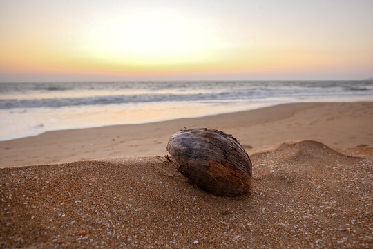  Amazing view with piece of coconut on the sand of the Nirvana Beach of South India