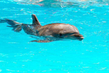 Obraz premium Beautiful dolphin smiling in blue swimming pool water on clear sunny day. Dolphin portrait while looking at you while smiling