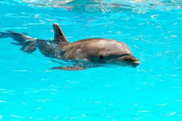 Beautiful dolphin smiling in blue swimming pool water on clear sunny day. Dolphin portrait while looking at you while smiling