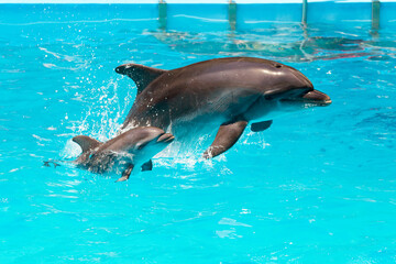 A charming dolphin baby swims with his mom dolphin in pool. Two dolphins enjoing together. Dolphin with cub swim in the pool..
