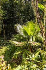 Botanical garden, Tropical Spice Garden in Teluk Behang, Pulau Pinang, Malaysia 